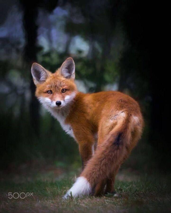renard jardin conseils