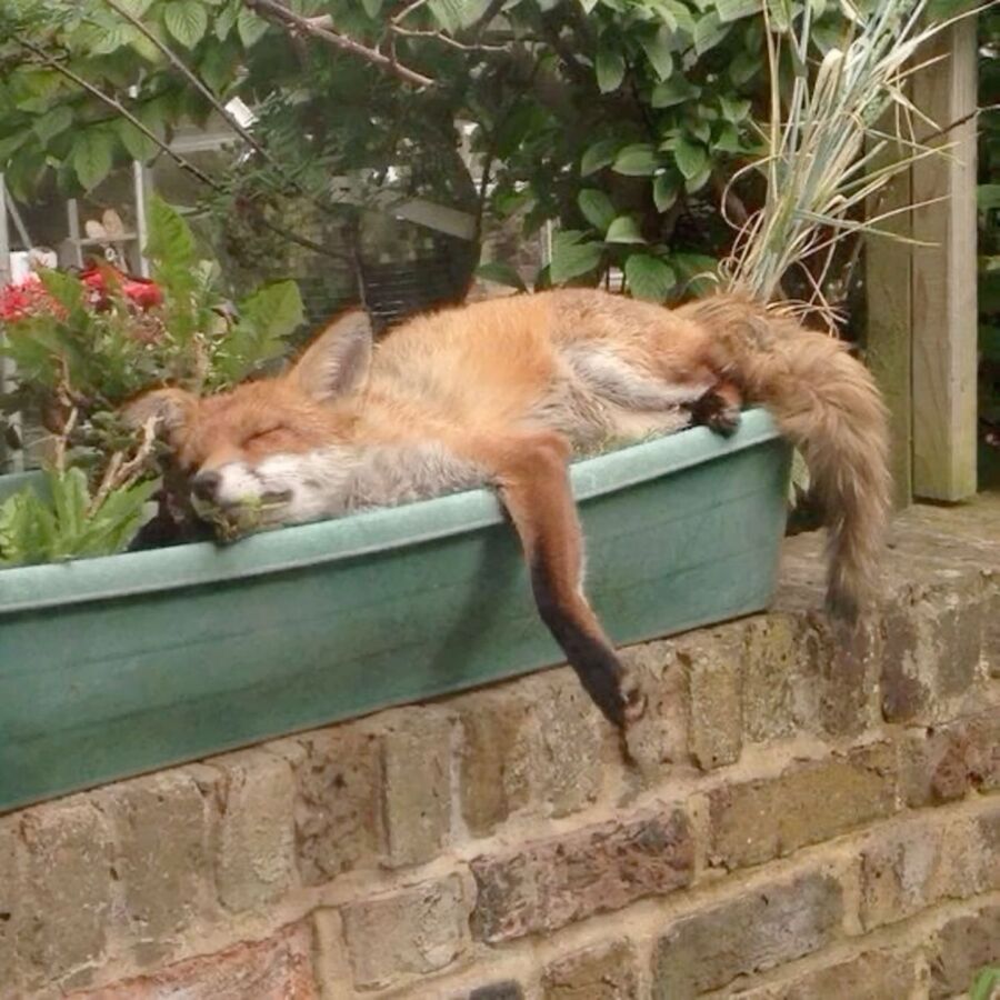renard jardin conseils