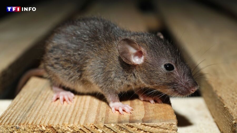Que faire quand un animal court sur votre toit la nuit et que des souris envahissent vos combles