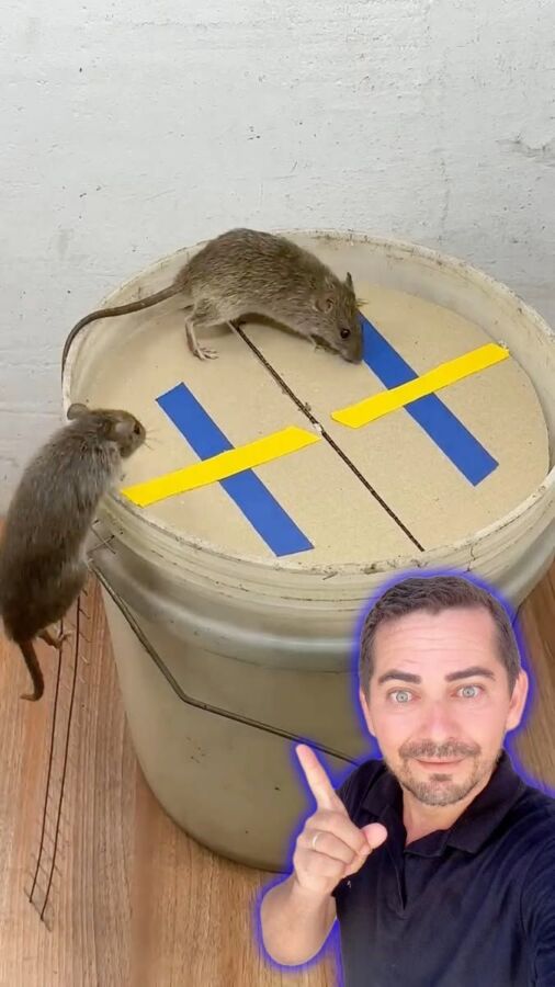 invasion de souris grenier