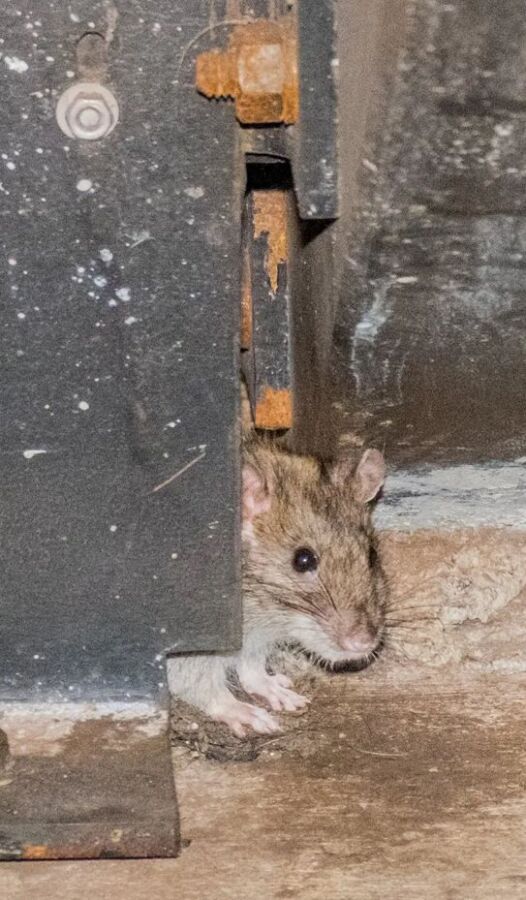 souris envahissent combles