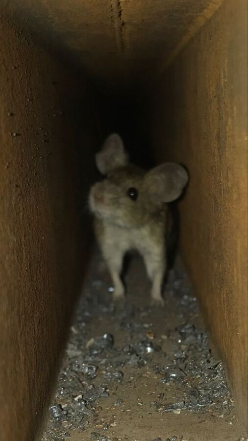souris dans le grenier