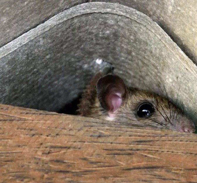 bruit souris sur toit