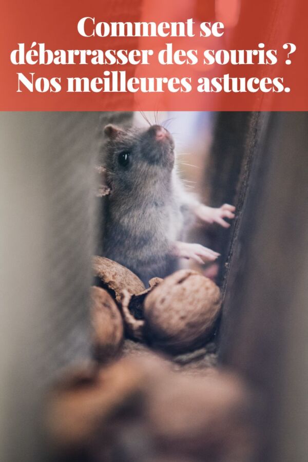 souris envahissent combles