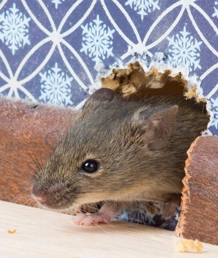 bruit souris sur toit