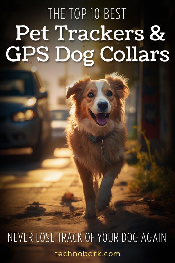 Suivi GPS chien chasse