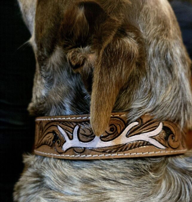Collier chien de chasse : Sécurité et confort pour vos chiens