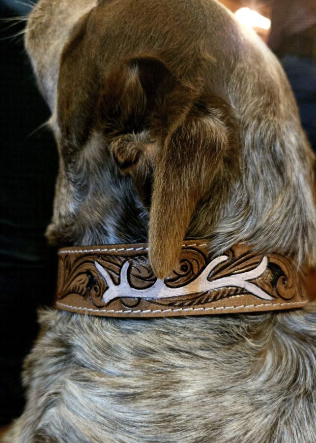 Collier chien de chasse : Sécurité et confort pour vos chiens