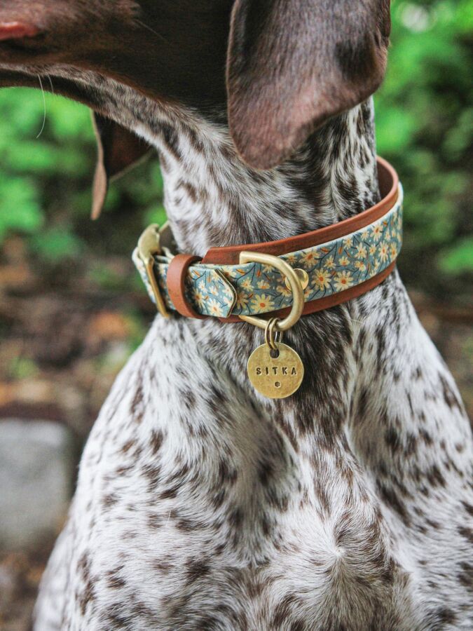 Confort collier pour chien