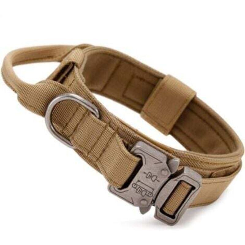 Collier chien de chasse