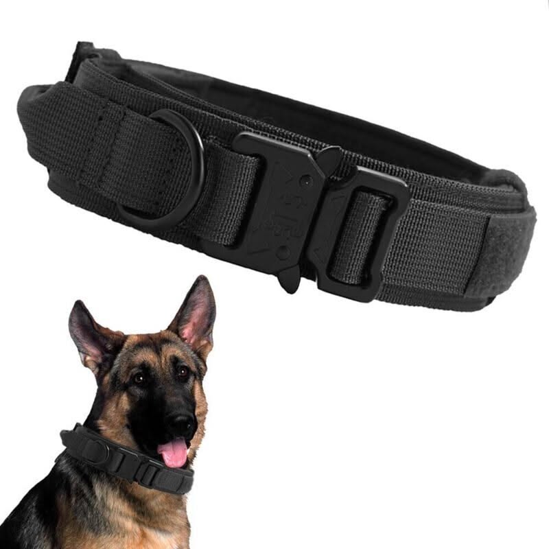 Sécurité collier chien chasse