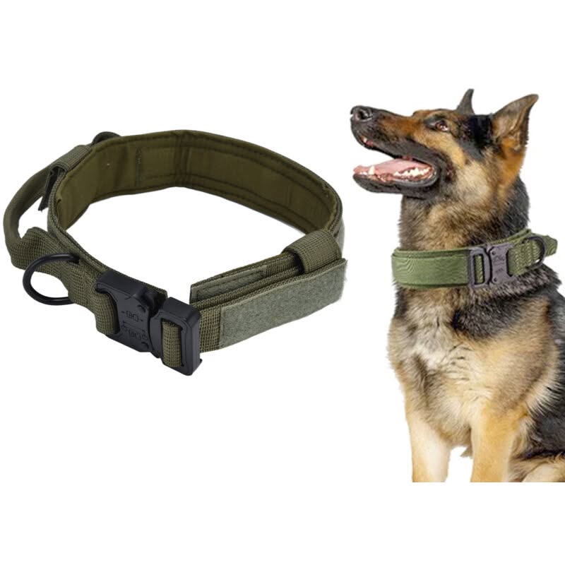 Collier chien de chasse