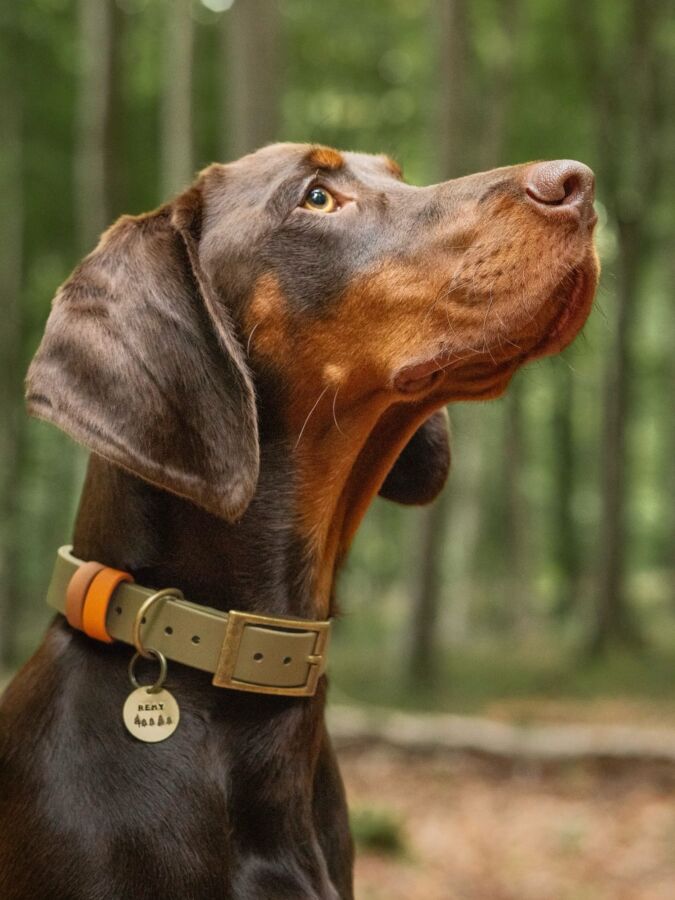 Collier chien de chasse