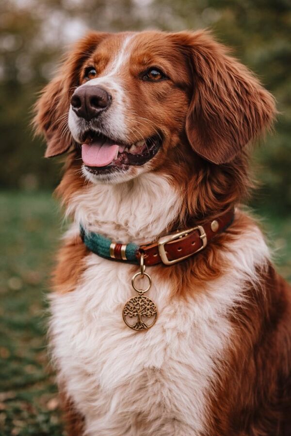 Sécurité collier chien chasse