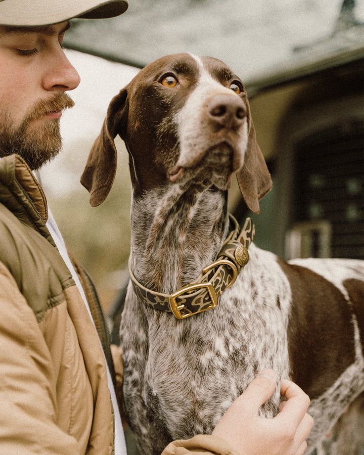 Collier chien de chasse