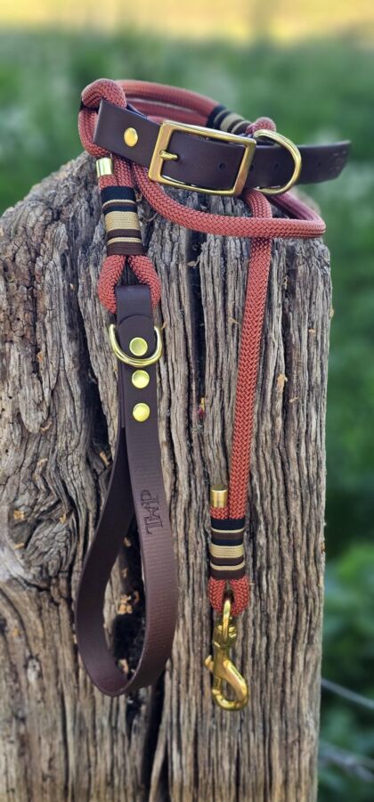 Sécurité collier chien chasse