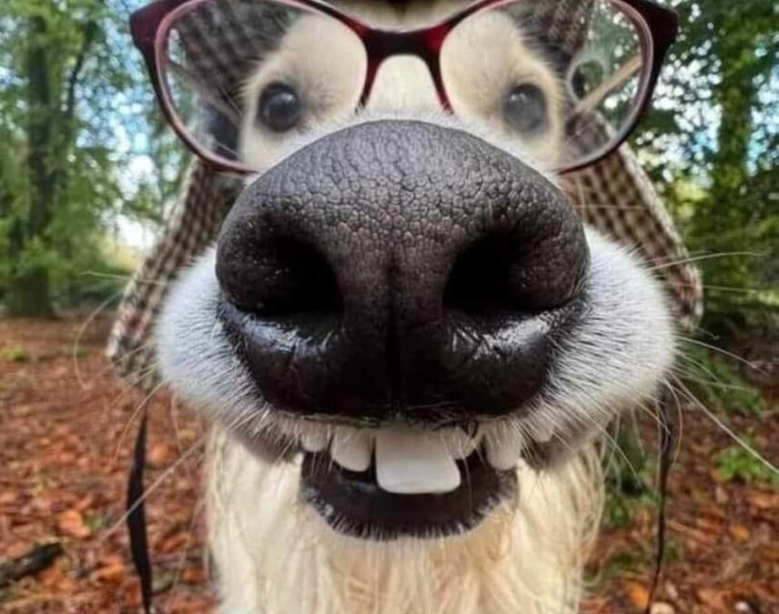 Chien de chasse ou détective : Polyvalence et efficacité