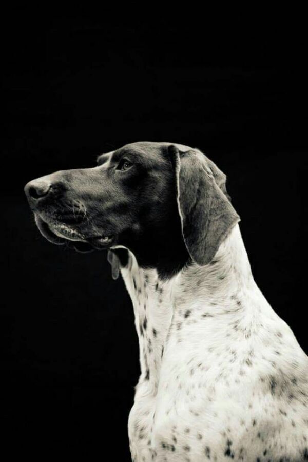 Chien de chasse élégant