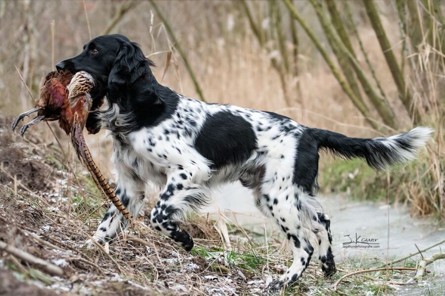 Performance chien de chasse noir