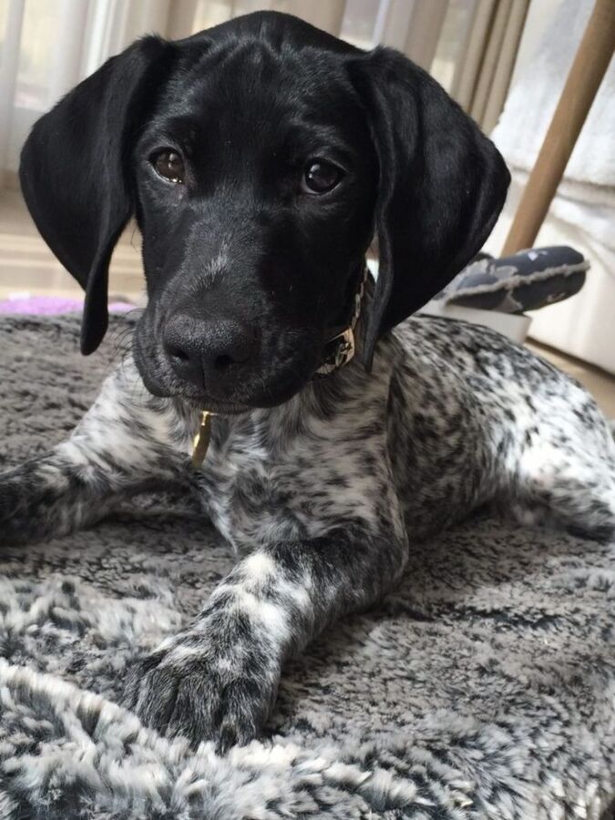 Chien de chasse élégant
