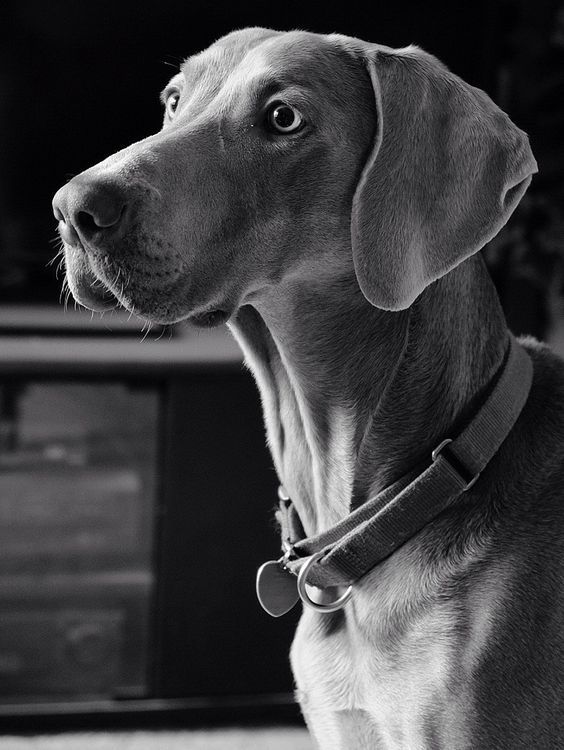 Performance chien de chasse noir