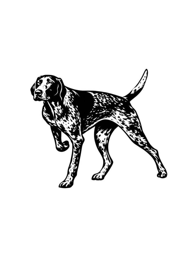 Chien de chasse élégant