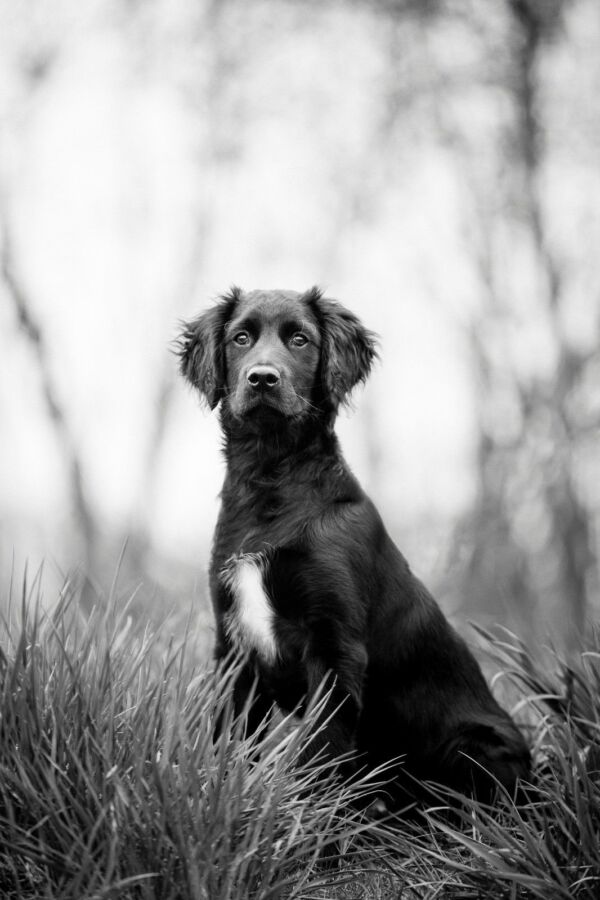 Performance chien de chasse noir