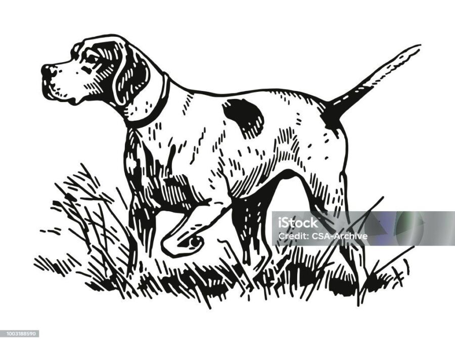 Performance chien de chasse noir