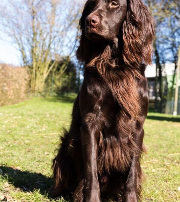 Chien de chasse poil long : Beauté et endurance