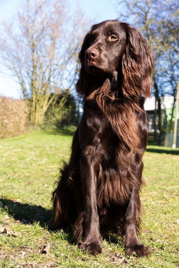 Chien de chasse poil long : Beauté et endurance