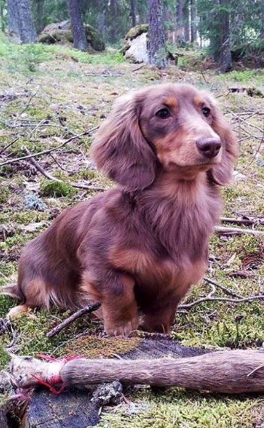 Endurance chien poil long
