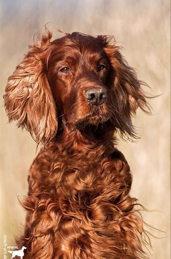 Chien de chasse à poil long