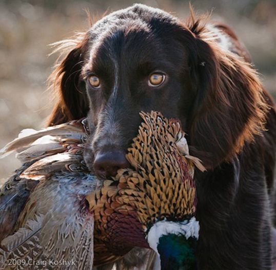 Chasseur à fourrure dense