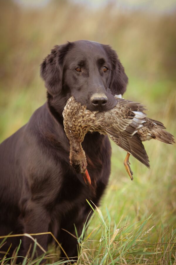 Endurance chien poil long