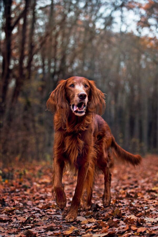 Endurance chien poil long