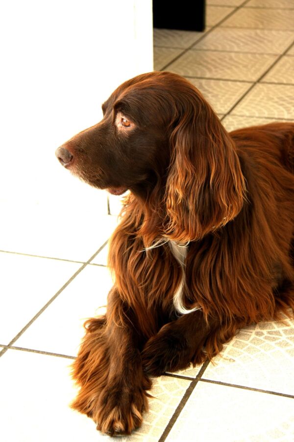 Chien de chasse à poil long
