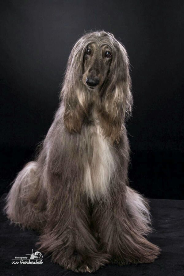 Endurance chien poil long