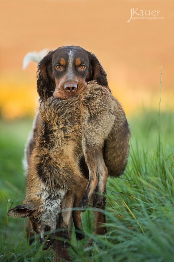 Chien de chasse à poil long
