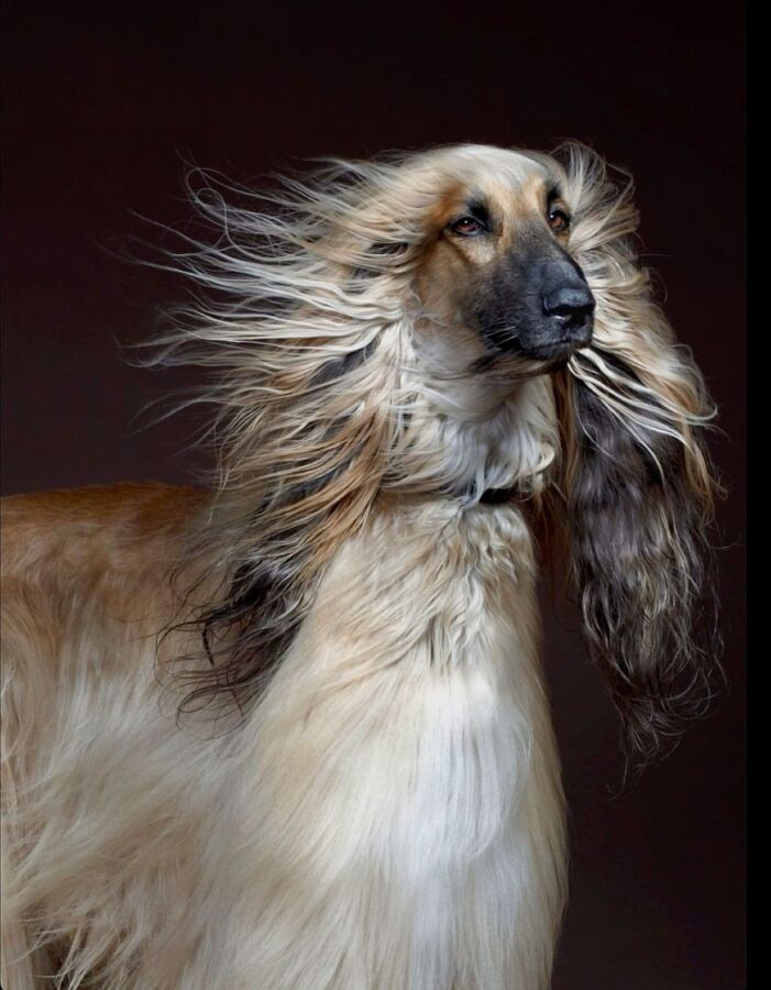 Endurance chien poil long