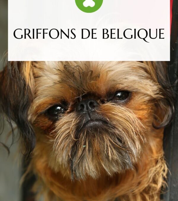 Chien griffon petite taille : Compagnon idéal pour la chasse
