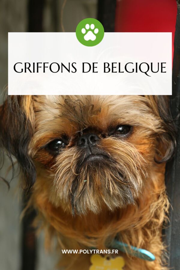 Chien griffon petite taille : Compagnon idéal pour la chasse
