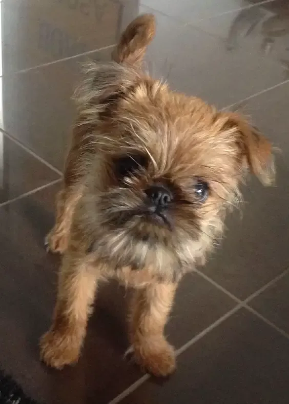 Chien griffon taille réduite
