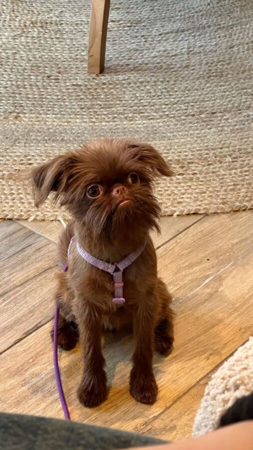 Petit chien griffon chasse