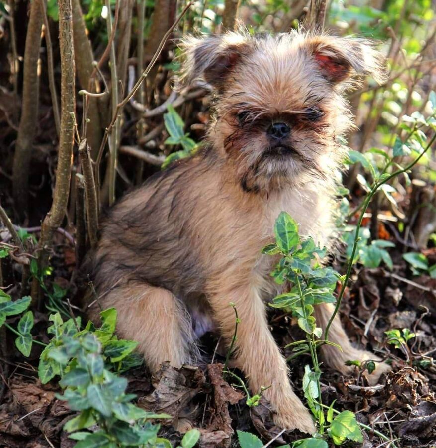Chien griffon taille réduite