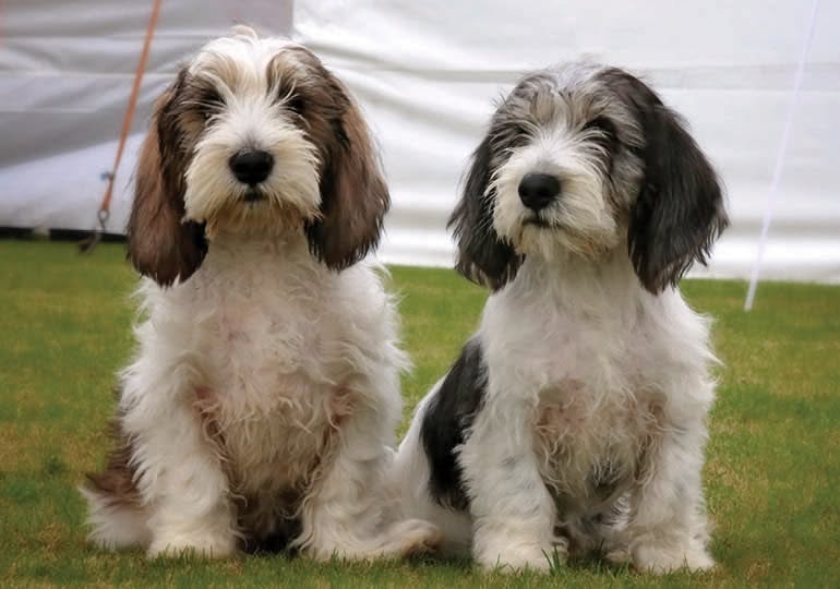 Petit chien griffon chasse