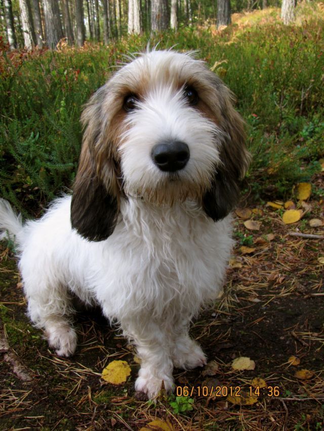 Chien griffon taille réduite