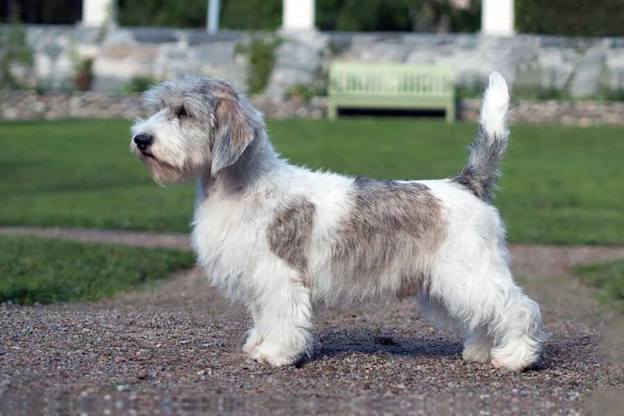 Griffon compagnon idéal