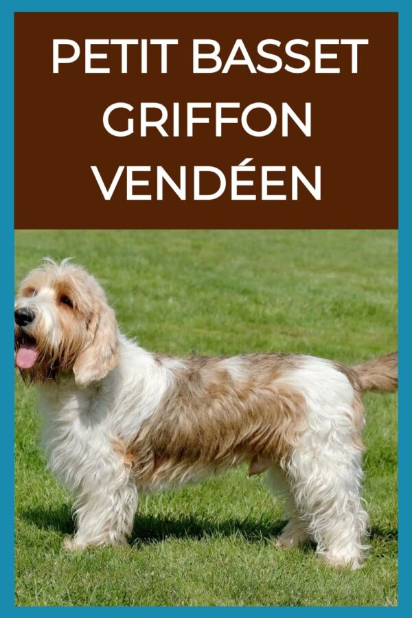 Chien griffon taille réduite