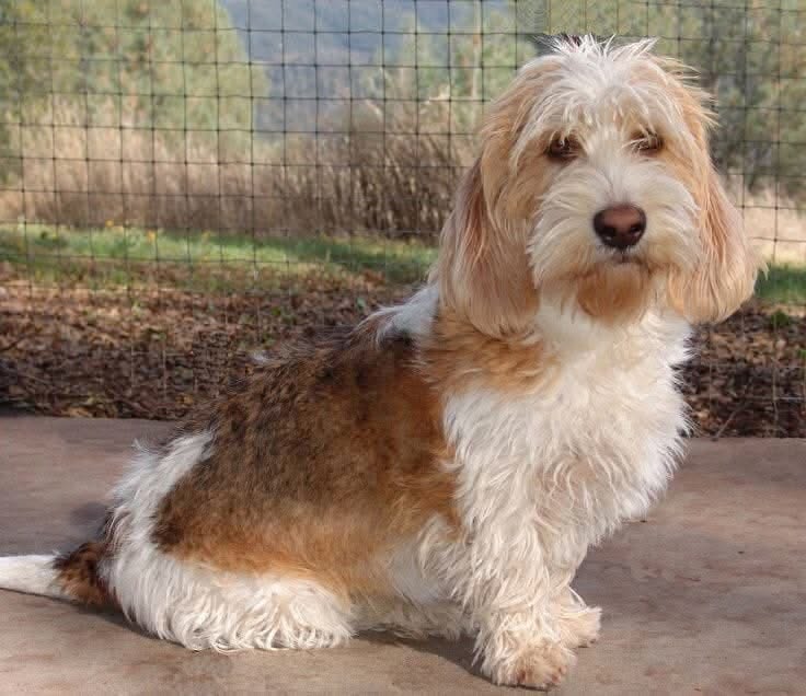 Petit chien griffon chasse