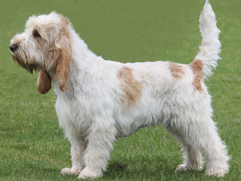 Chien griffon taille réduite